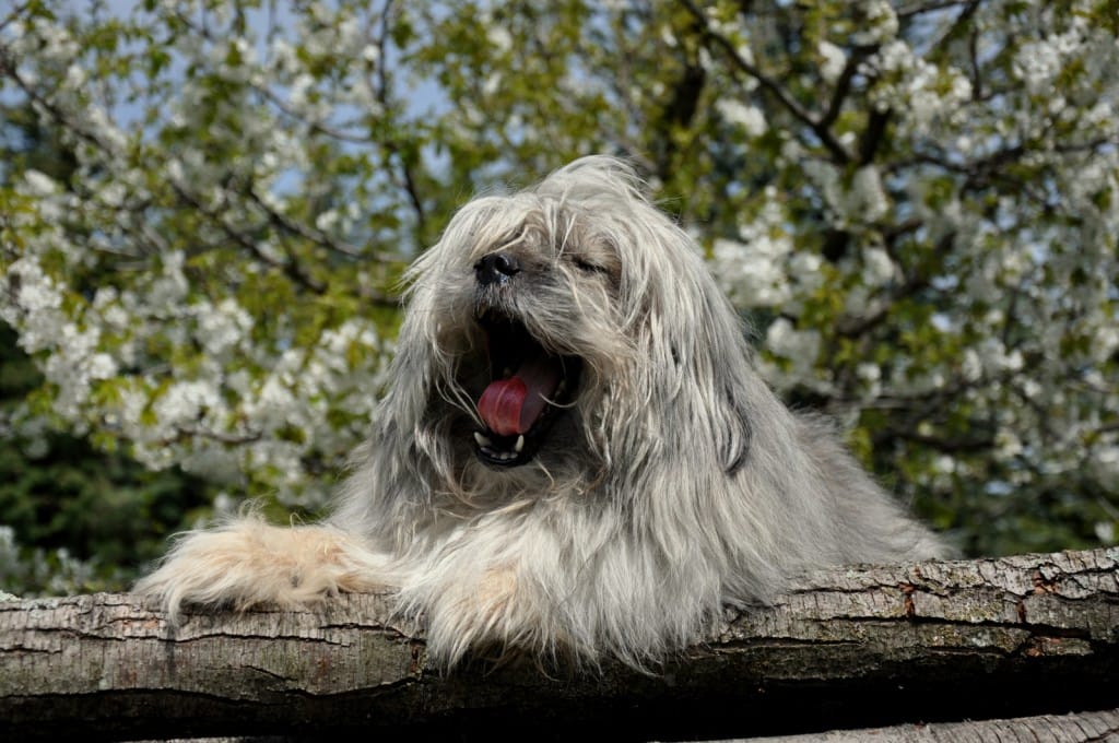 Gyantso 3 april 2013