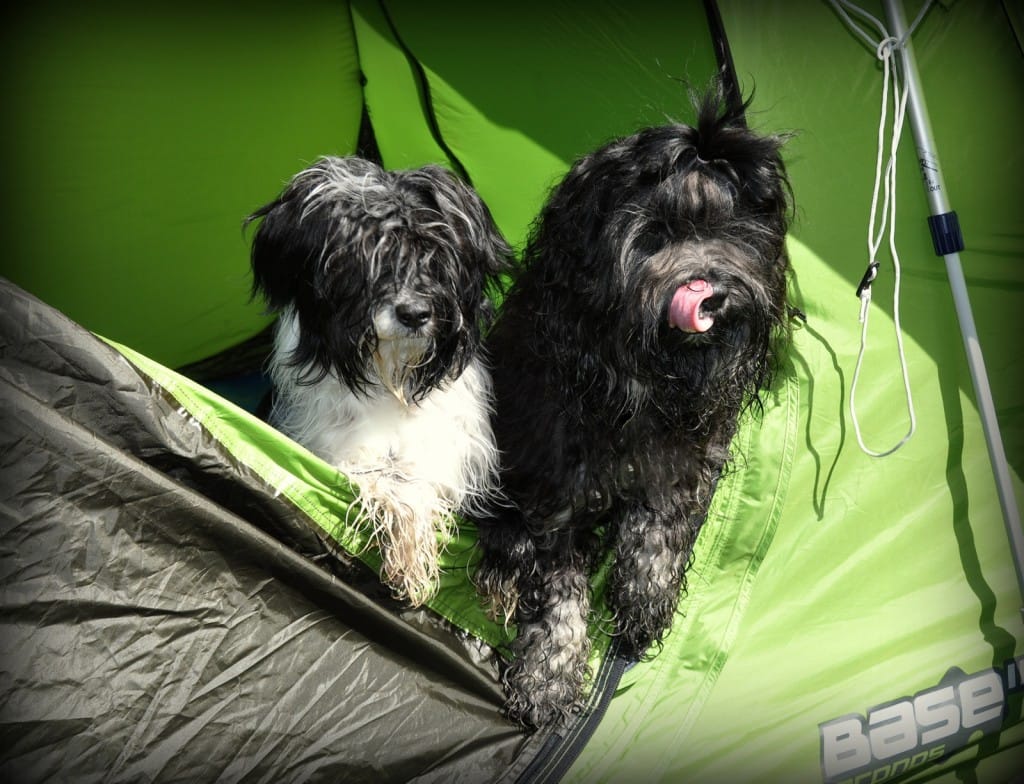 Chomi in Titi CAC Hrušica1