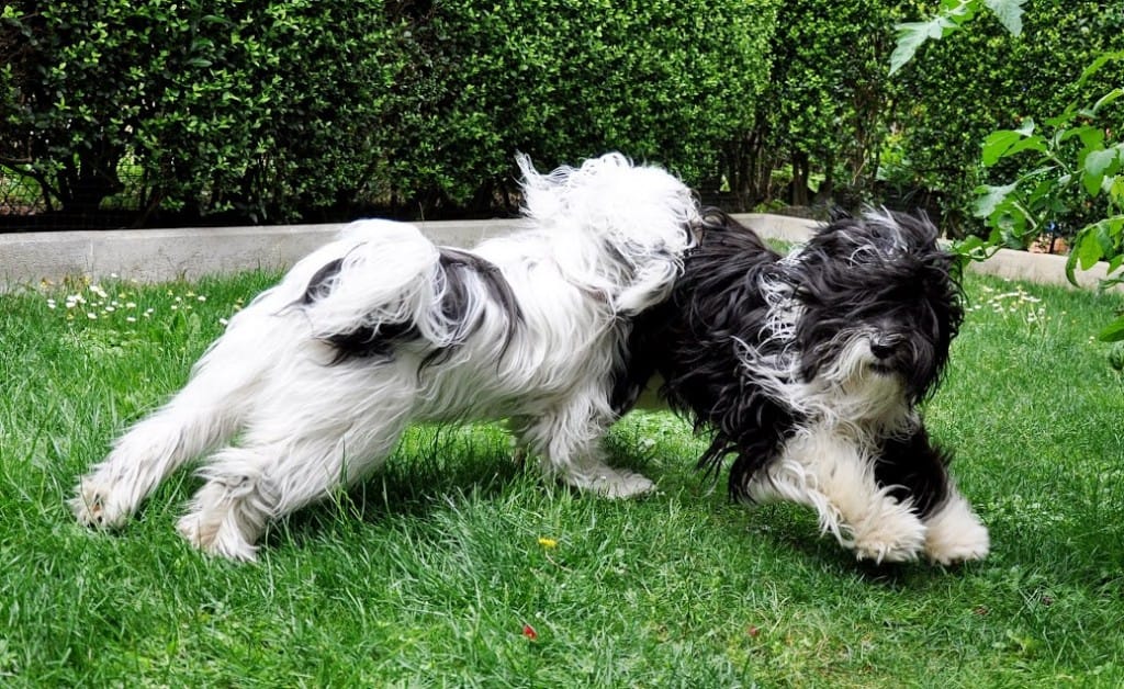 Žuža in Chomi mb 2013