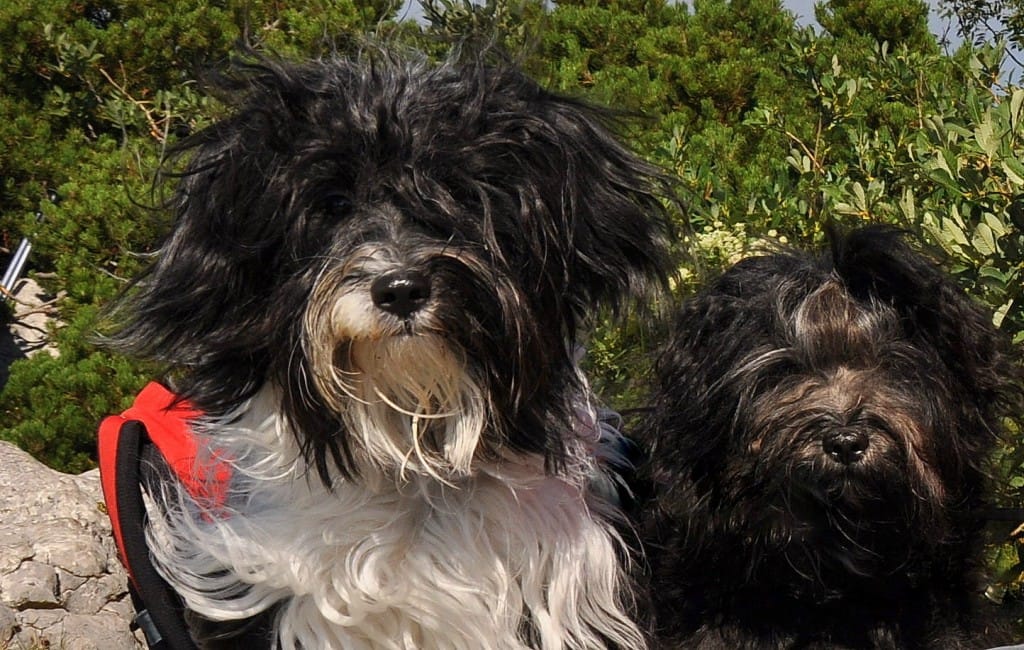 Chomi in Titi Golak 2013