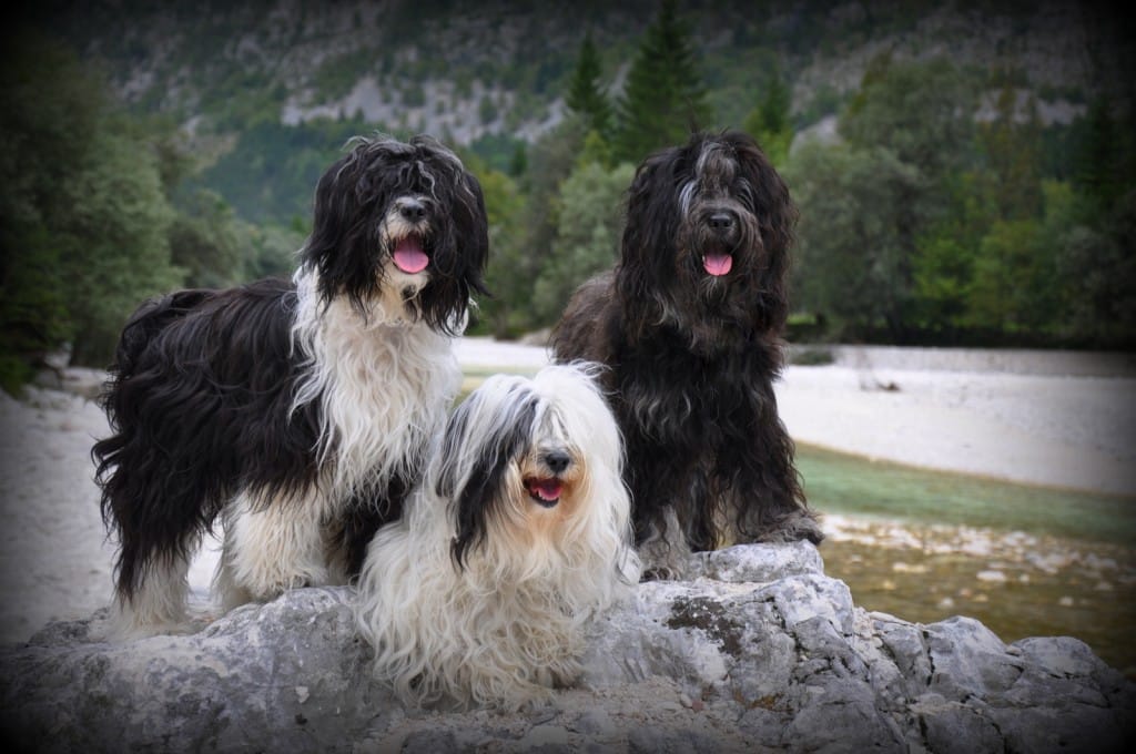 The Sun The Moon The Star