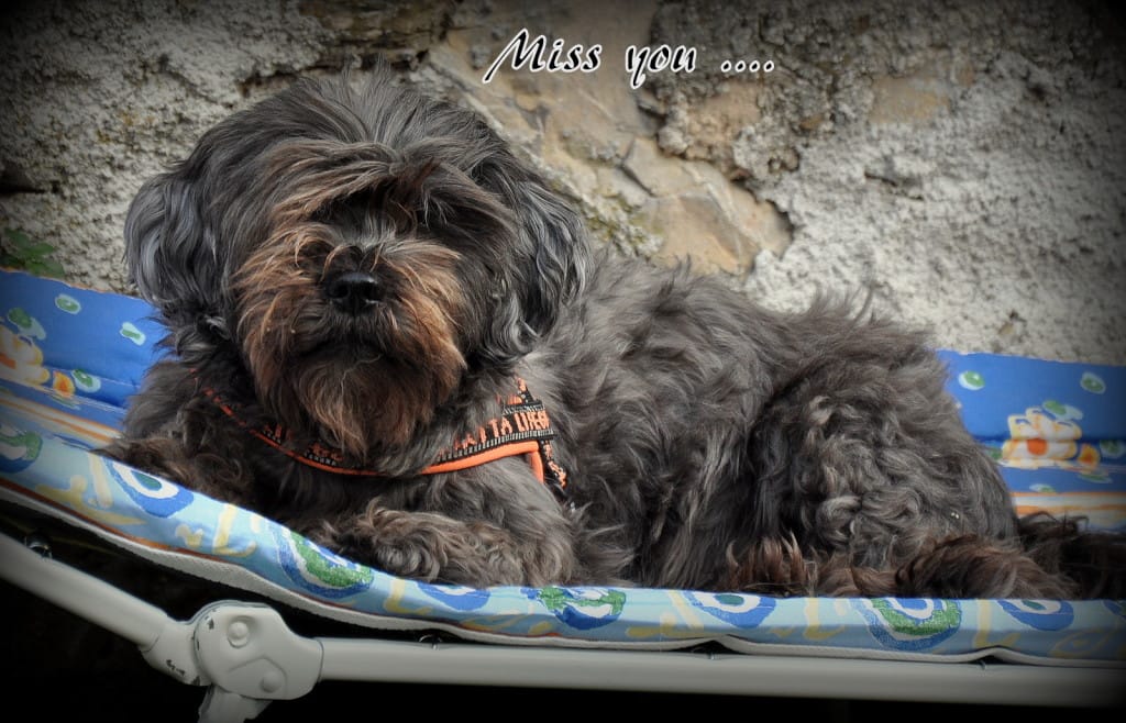 Tarica Šmarje trgatev