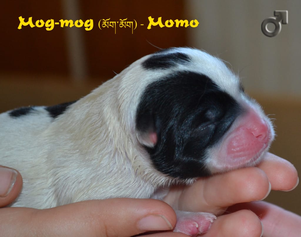 Momo1