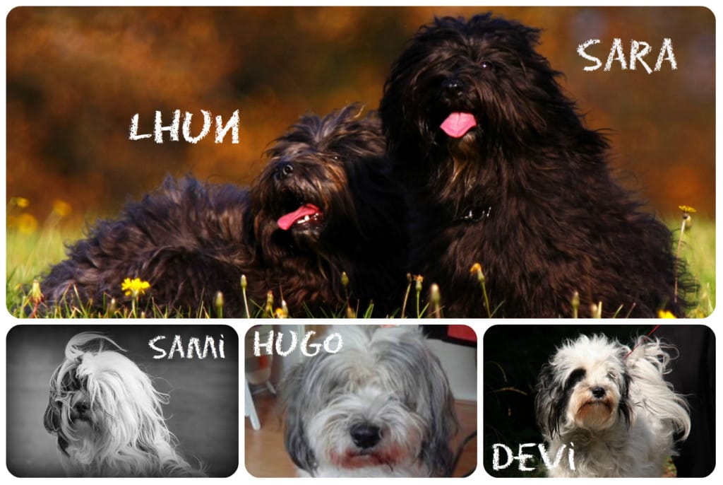 collage leglo s 2014