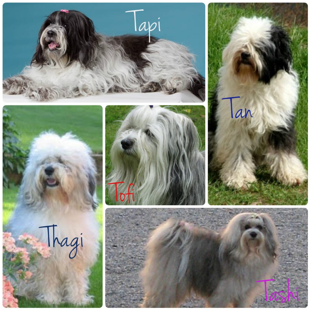 collage t leglo 2014