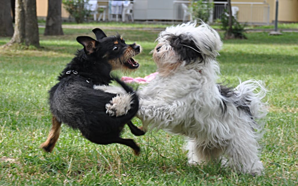 Žuži kuža ank2014