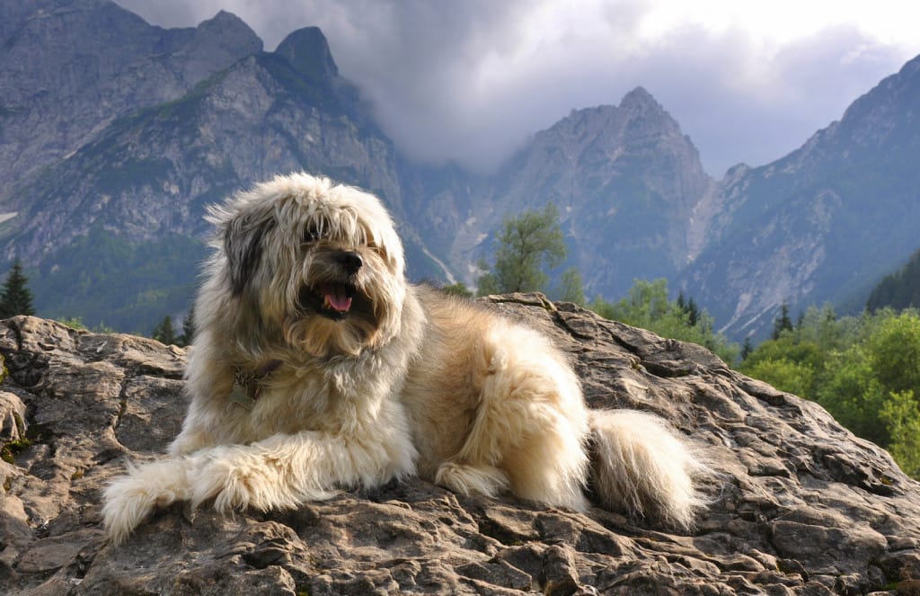 Gyantso belo. j. 2014