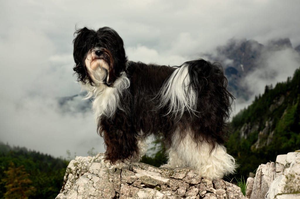 Chomi Vršič maj 15