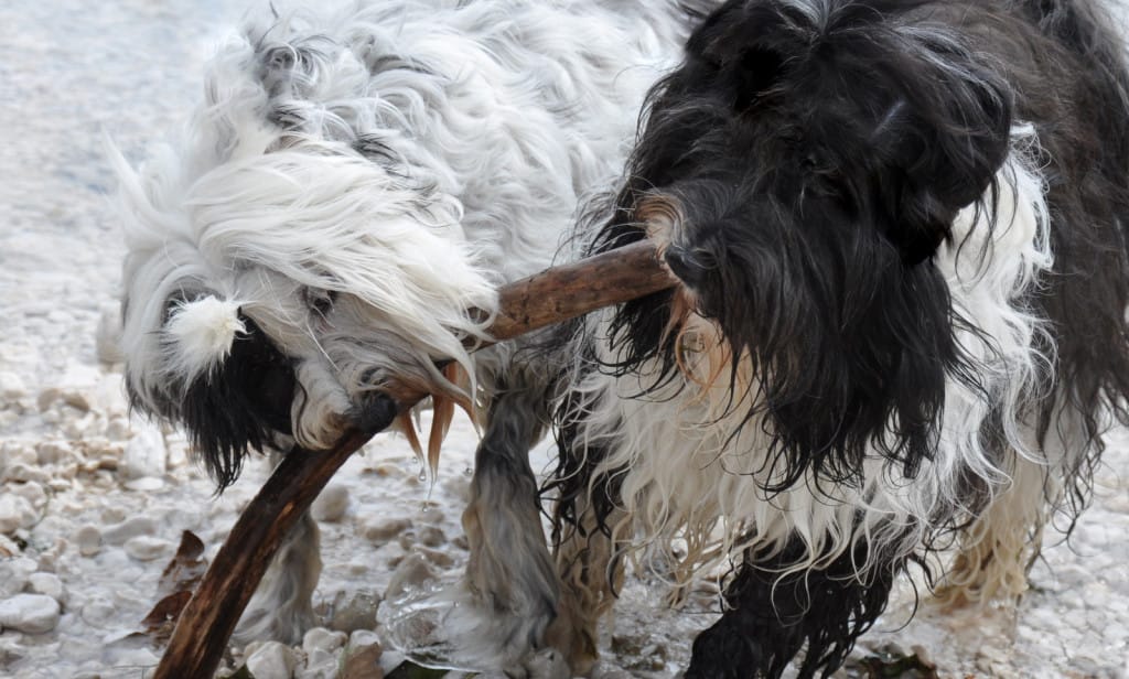 Sami in Chomi sept15