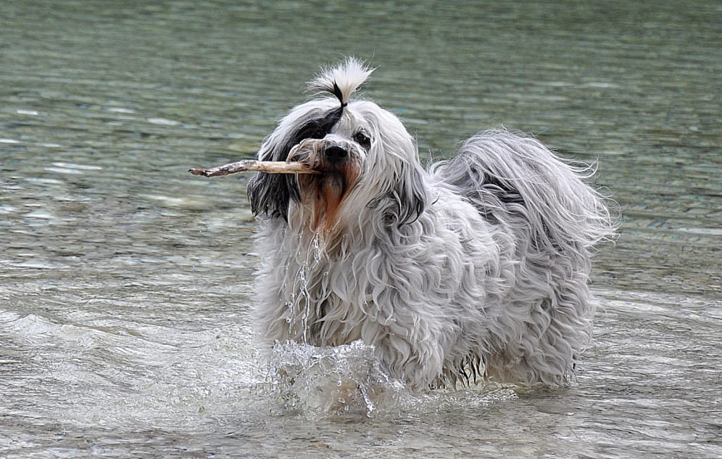 Sami vecerno kopanje