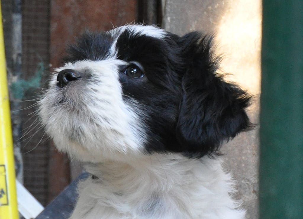 tibetanski terier mladiček Tatjana1