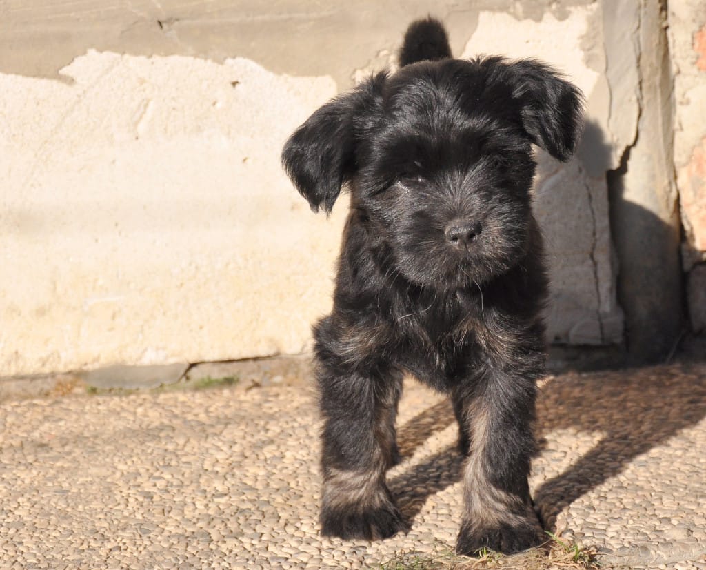 tibetanski terier mladiček Tatjana2
