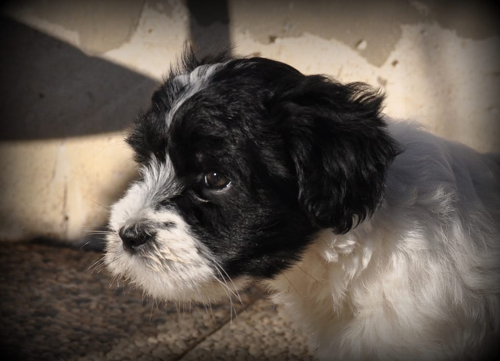 tibetanski terier mladiček Tatjana3