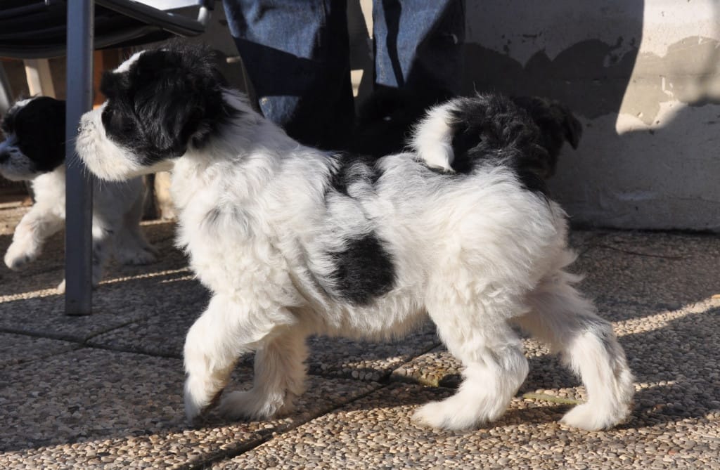 tibetanski terier mladiček Tatjana4