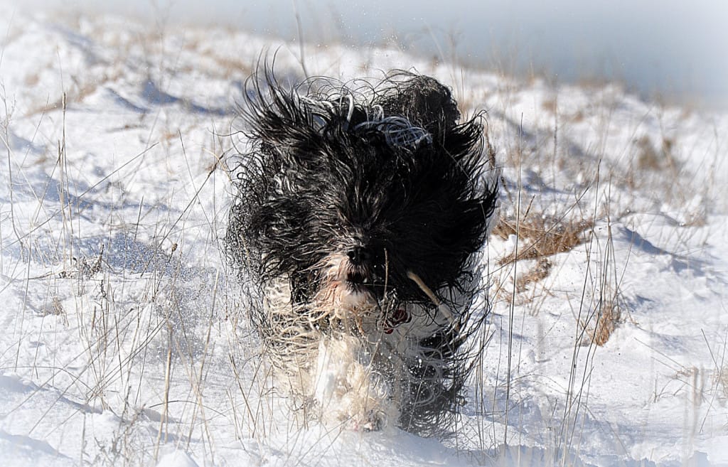 Chomi Vremščica feb 16