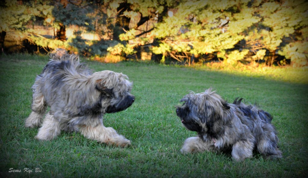 don-in-dami-2-lokev-11-16