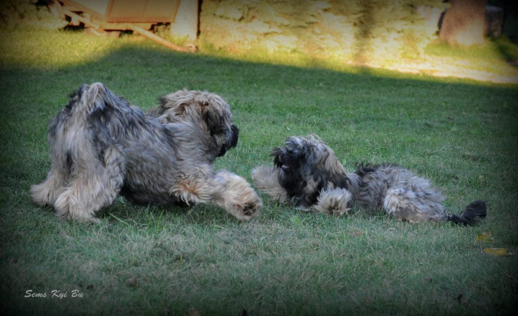 don-in-dami-3-lokev-11-16