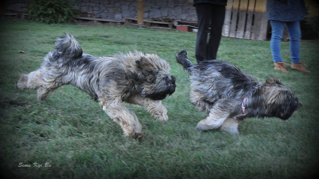 don-in-dami-4-lokev-11-16