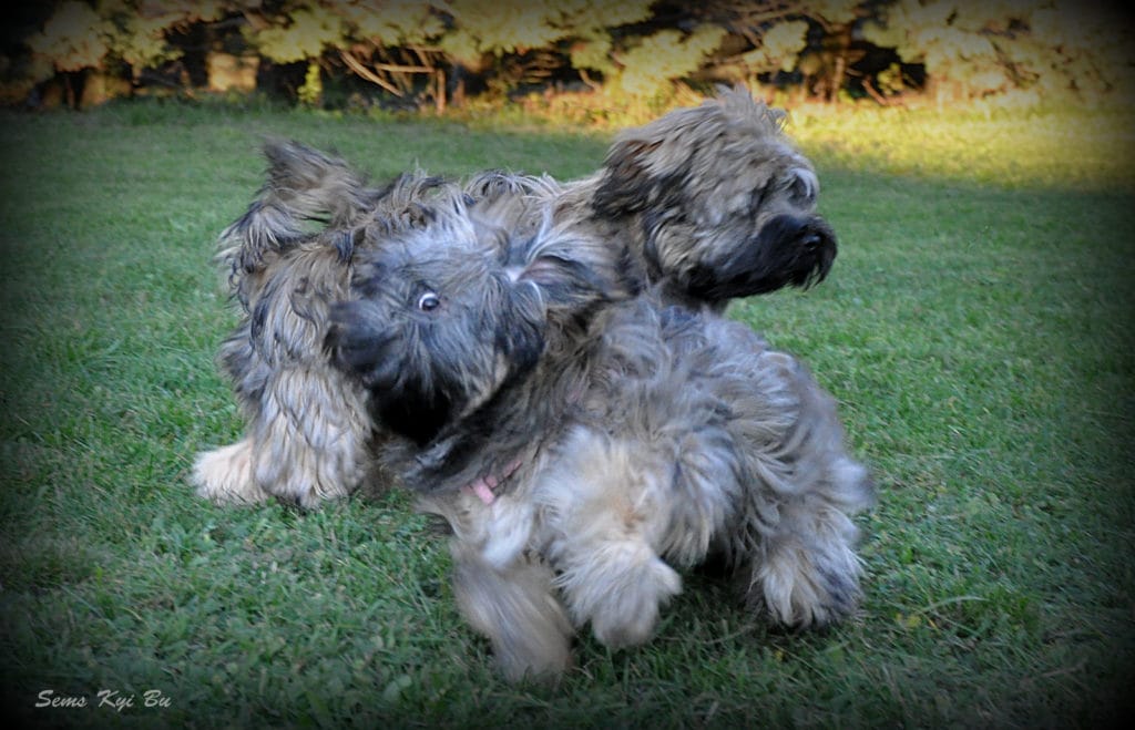 don-in-dami-6-nov-16