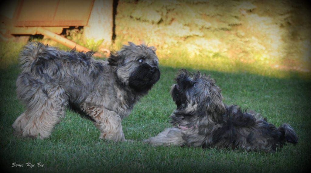 don-in-dami5-lokev16