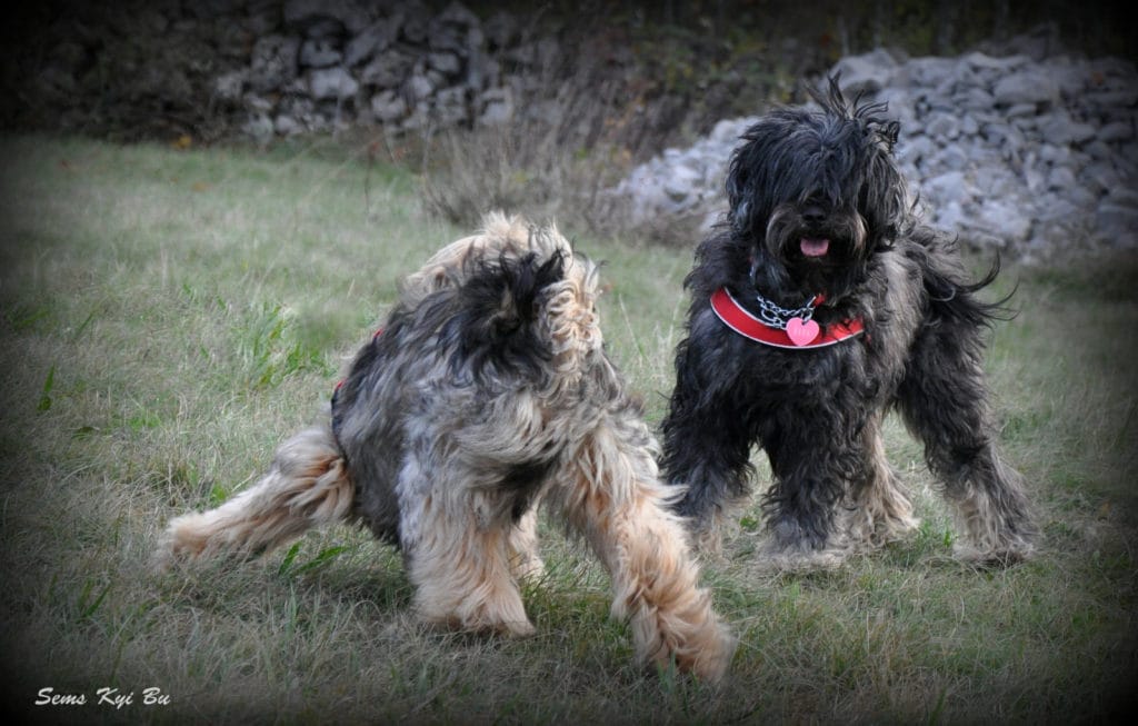 titi-in-don-plejnica-11-16